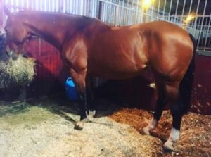 Bay veteran horse named Tucker stands in his stable. He was struggling with condition and weight.