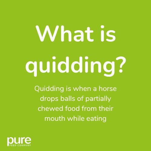 White text on a green background, defining 'quidding' as the action of a horse dropping partially chewed food from their mouth while eating.