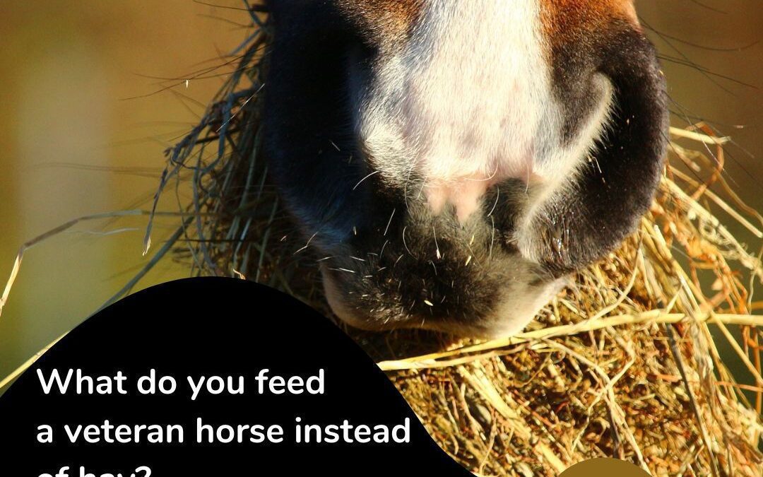 What do you feed a veteran horse instead of hay?