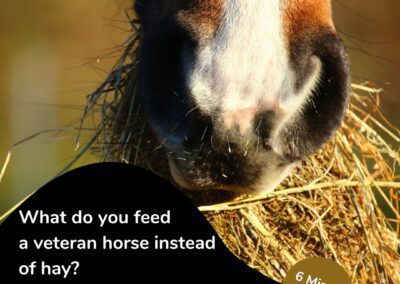 What do you feed a veteran horse instead of hay?