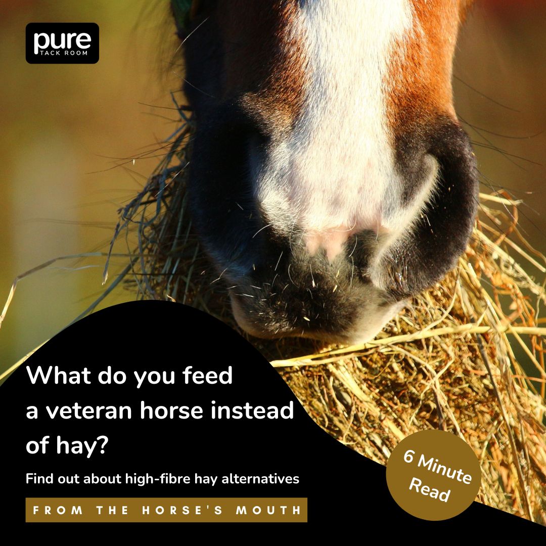 What do you feed a veteran horse instead of hay?
