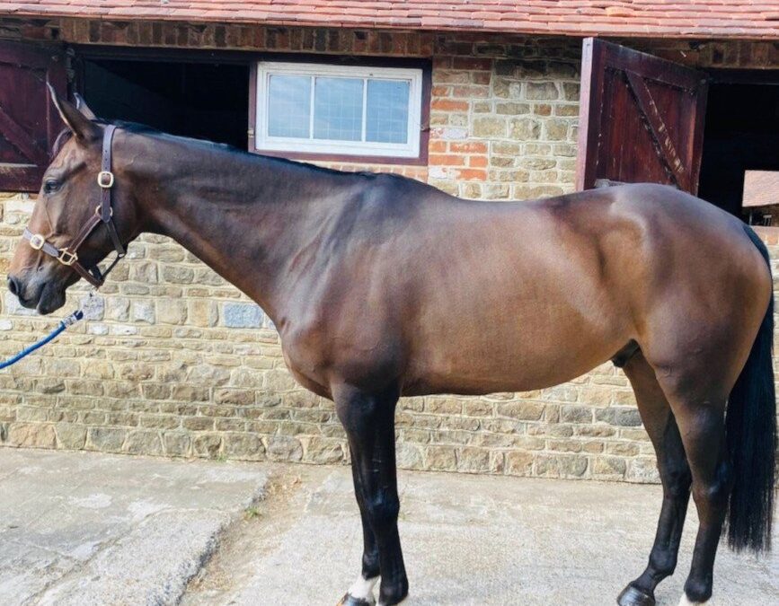 Tempt even the fussiest of horses with Pure Meadow Mash
