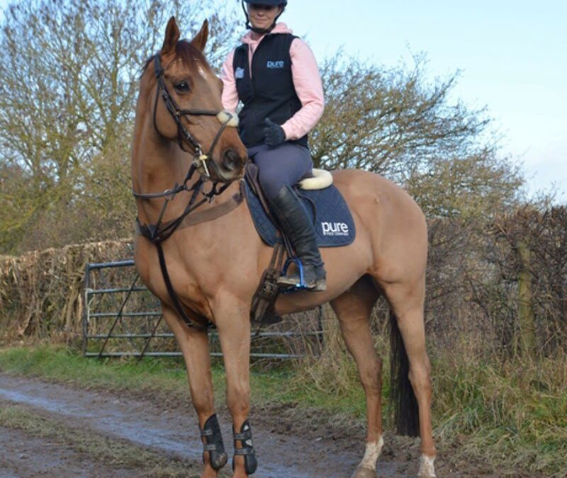 Ensuring your horse is a healthy weight this winter
