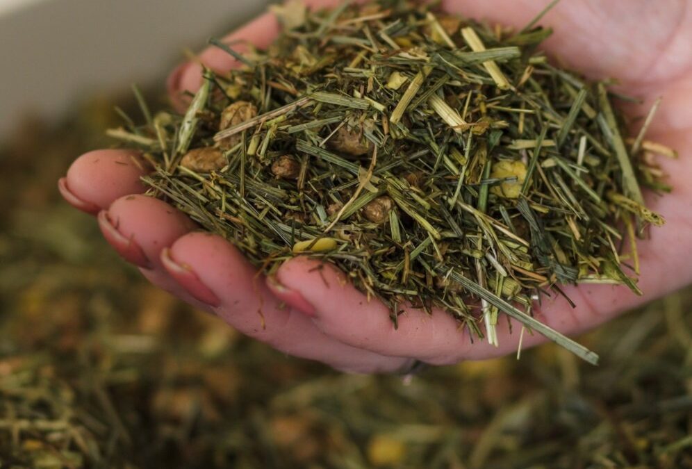 Chaff feed in hand i