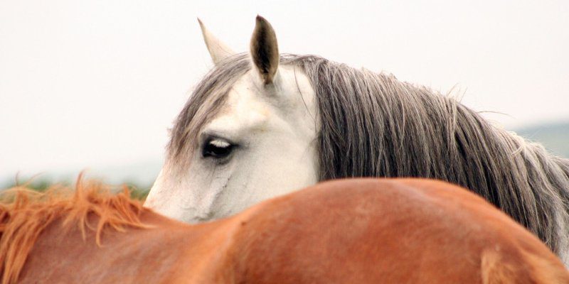 Bioavailability of nutrients in equine feeds & supplements. What does it mean and is it important?