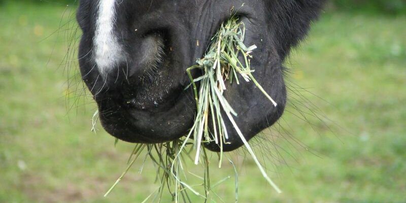 Blowing the myths on horse feed fillers