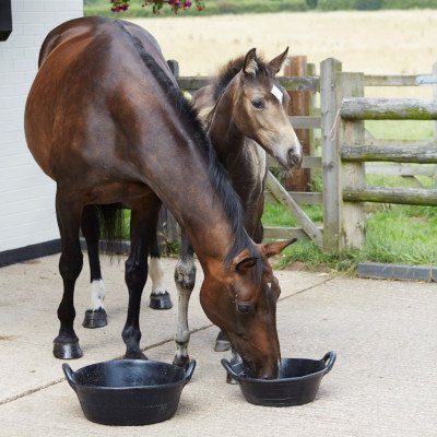 mare and foal