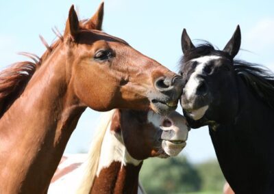 Pure Feed launches new plastics policy to improve our carbon hoofprint