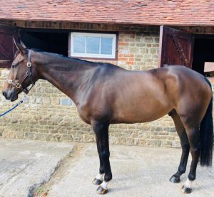 McNab's horse Hugo, after Pure Meadow Mash