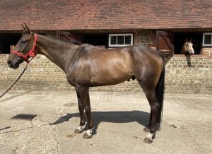 Hugo stood on the yard at the McNabs, before Pure Meadow Mash