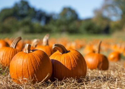 Can I feed my horse pumpkin?