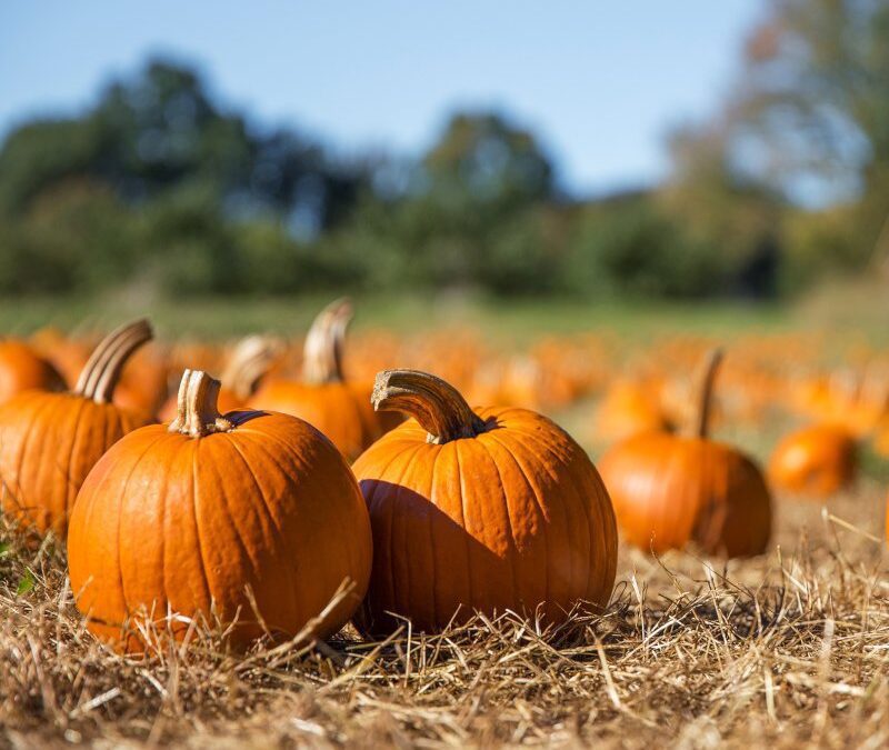 Can I feed my horse pumpkin?