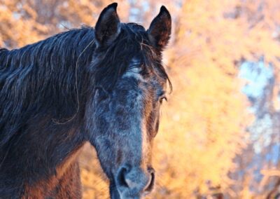 What illnesses affect horses during winter?