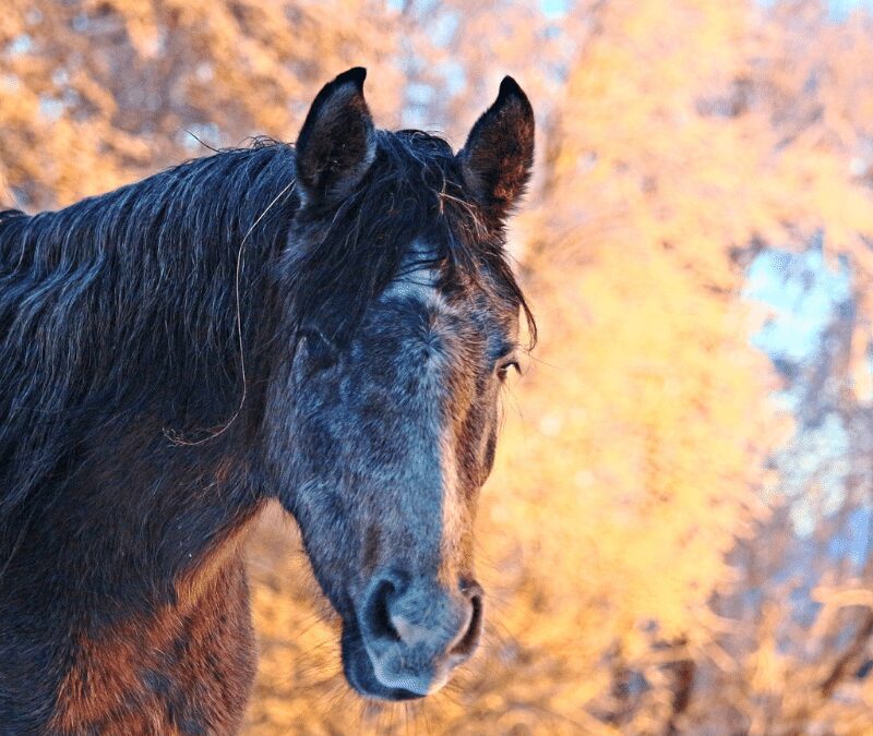What illnesses affect horses during winter?