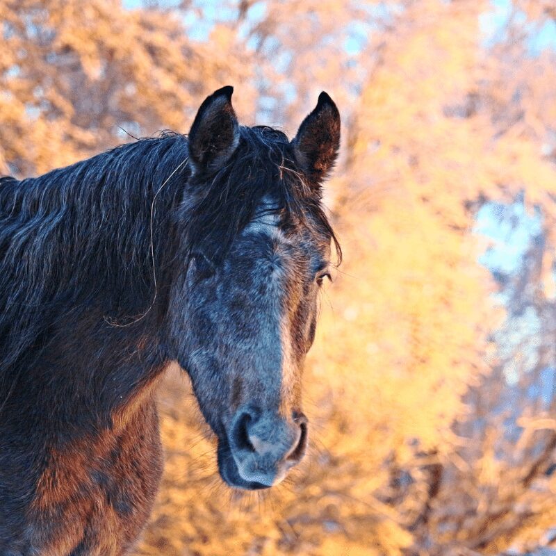 What illnesses affect horses during winter?