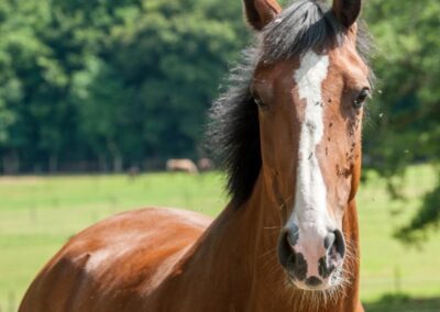 10 Tips For Caring For Your Horse During Hot Weather