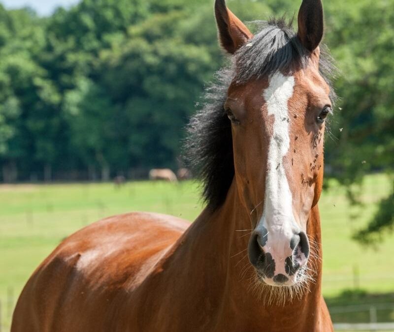 10 Tips For Caring For Your Horse During Hot Weather