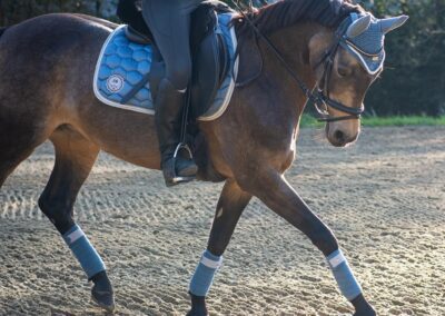 Should I feed my horse electrolytes?