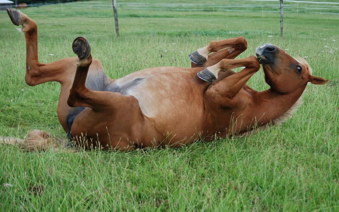 What is horse colic? Learn the signs and find out 18 ways to manage horses that have had it
