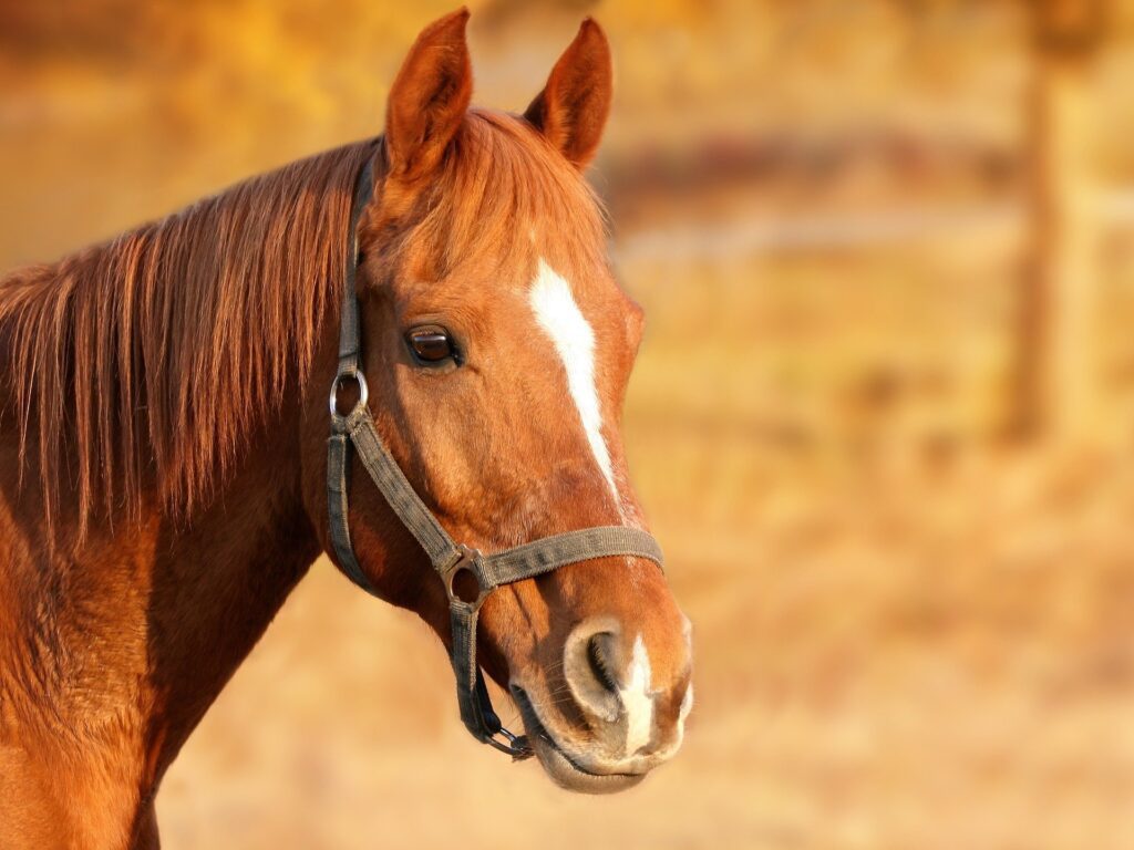 close-up of chestnut horse in a paddock