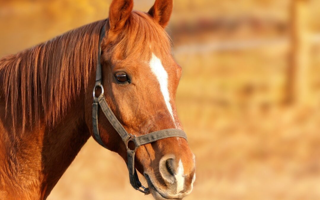 Equine gastric ulcers: treatment & management