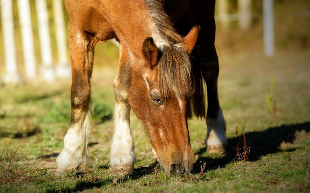 Struggling with nutrition? Could a hay replacer, like Pure Meadow Mash, be the solution?