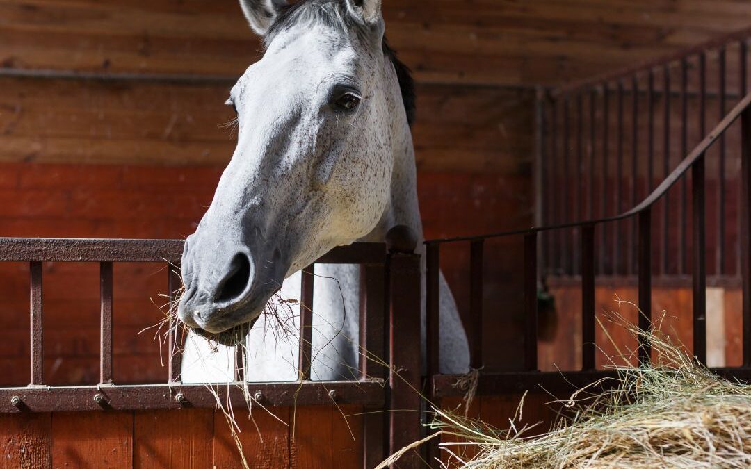 Pure Feed’s Guide to Squamous Ulcers