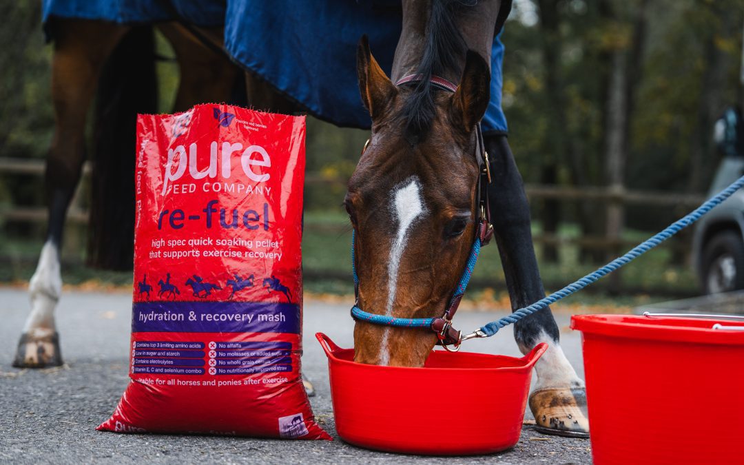 Supporting Muscle Recovery and Hydration