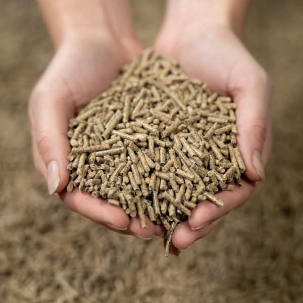 Hands holding a portion of Pure Feed Meadow Mash pellets, showcasing their soft texture and high-fibre composition for equine nutrition.