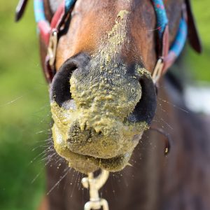 Pure Feed Refuel – Rehydrating & Energy-Boosting Mash for Horses A horse with a messy, mash-covered muzzle after enjoying Pure Feed Refuel, a hydrating and energy-boosting feed for recovery.