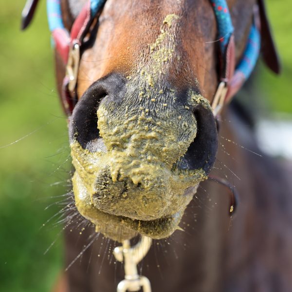 A horse with a messy, mash-covered muzzle after enjoying Pure Feed Refuel, a hydrating and energy-boosting feed for recovery.