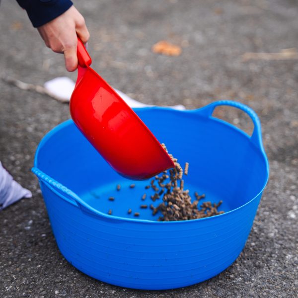 A red scoop pouring Pure Feed Condition Pellets into a blue bucket, providing high-calorie nutrition for horses needing extra conditioning.