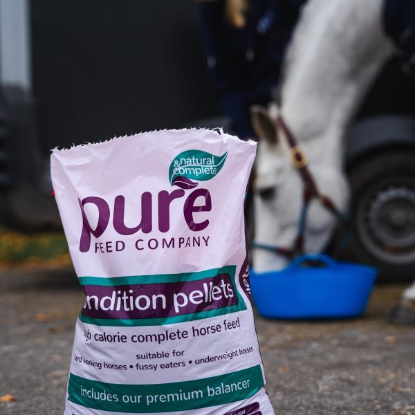 A horse eating from a blue bucket, with a bag of Pure Feed Condition Pellets in the foreground, ideal for weight gain and conditioning.