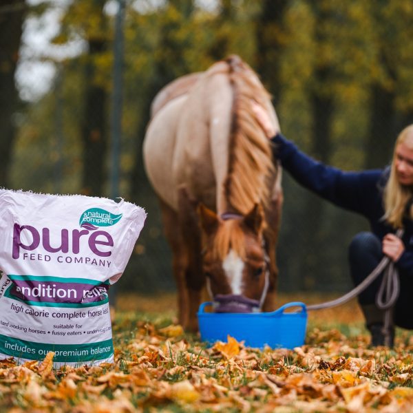 A horse eating from a blue bucket in an autumn setting, with a bag of Pure Feed Condition Mix in the foreground.