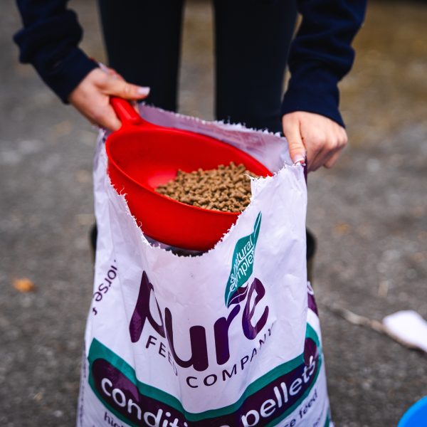 A red scoop being filled with Pure Feed Condition Pellets from a torn-open bag, providing high-calorie nutrition for horses needing extra conditioning.