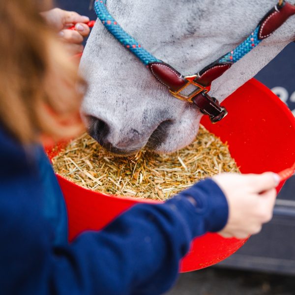 A horse enjoying Pure Feed from a red bucket, demonstrating its palatable and nutritious formula for optimal equine health.