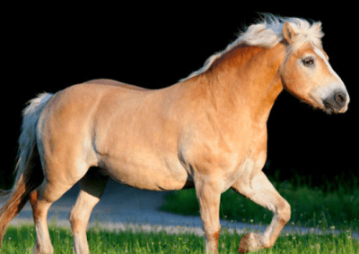 Equine Metabolic Syndrome