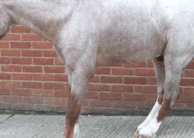 Laminitis