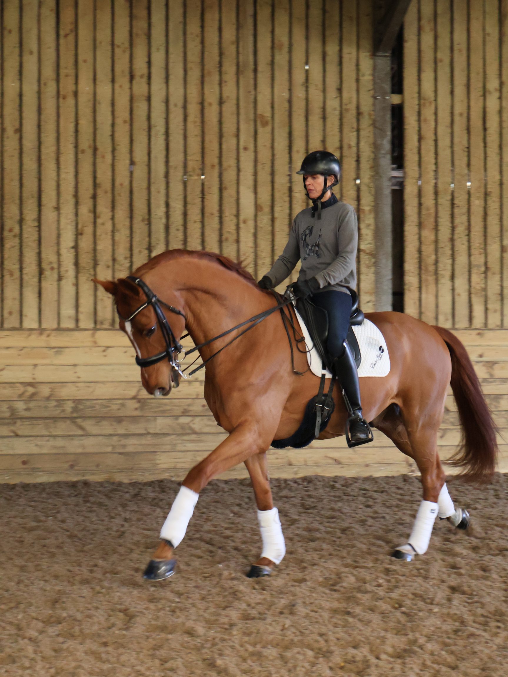 Sarah Stewart training indoors on a chestnut horse – Pure Feed brand ambassador in action