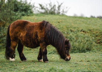 Spring Weight Management in Horses: A Practical Guide for Owners