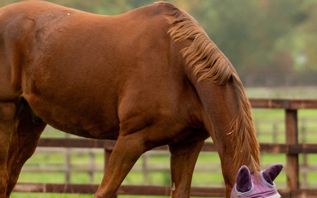 Laminitis and Spring Grass