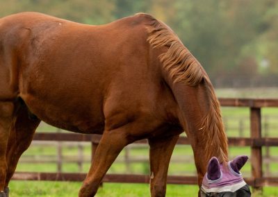 Laminitis and Spring Grass