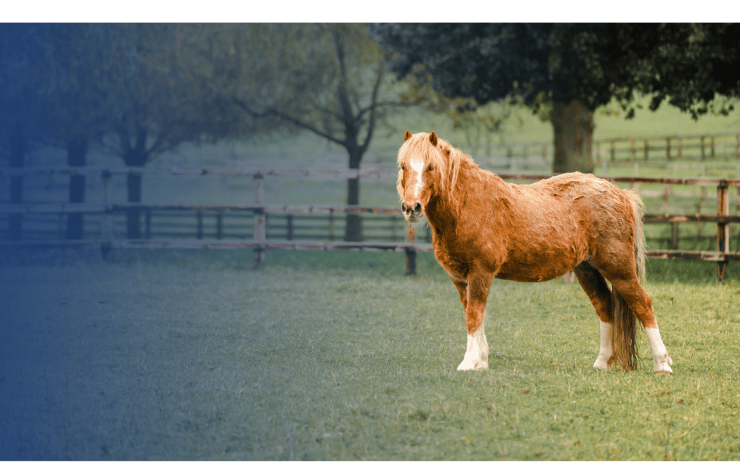 Older horses