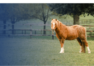 Managing Older Horses in Winter