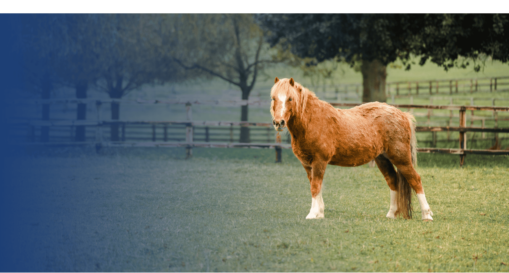 Managing Older Horses in Winter